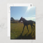 AngelsPhlyby Nite Postkarte (Vorne/Hinten)