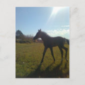 AngelsPhlyby Nite Postkarte (Vorderseite)