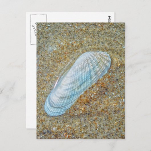 Angelwing Seashell Postkarte (Vorne/Hinten)