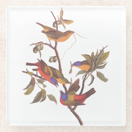 Angemalte Audubon-Vögel in Wild-Obstbaum Glasuntersetzer (Vorderseite)