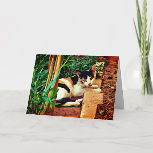 Angenehme Katze Karte (Vorderseite)