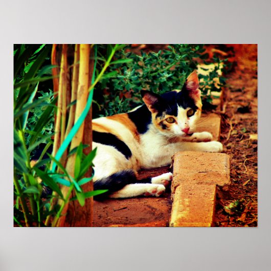 Angenehme Katze Poster (Vorne)