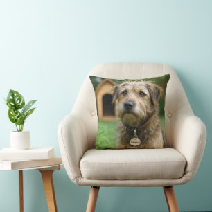 Angenommener Struppiger Hund Mit Hundehütte Kissen