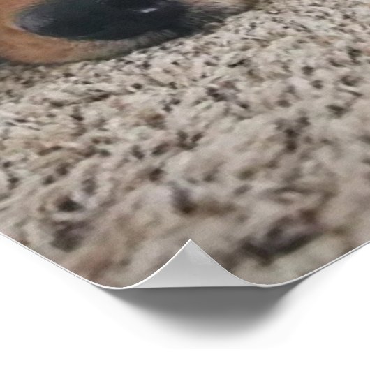 Angepasste zwei Labradore und ein Katzenposter Poster (Ecke)