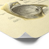 Angesagte Pelvis Joint Anatomy Bones Print Poster (Ecke)