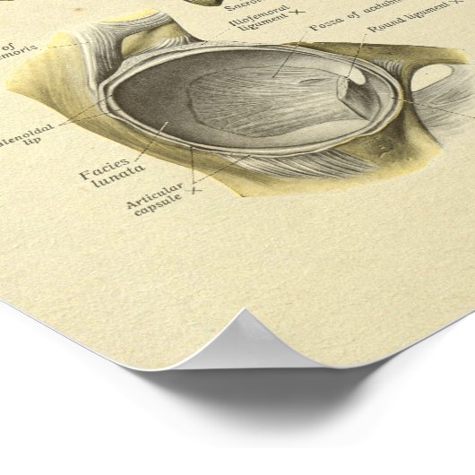 Angesagte Pelvis Joint Anatomy Bones Print Poster (Ecke)