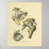 Angesagte Pelvis Joint Anatomy Bones Print Poster (Vorne)