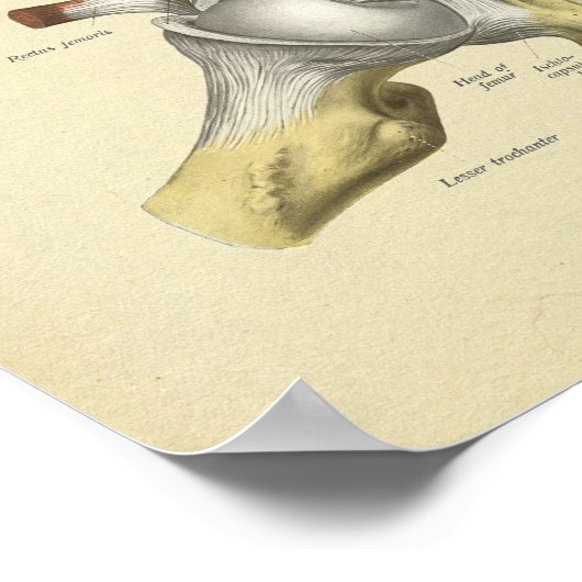 Angesagte Pelvis Joint Anatomy Bones Print Poster (Ecke)