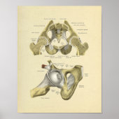 Angesagte Pelvis Joint Anatomy Bones Print Poster (Vorne)