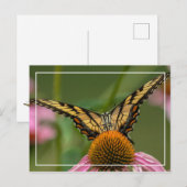 Angesicht für Schmetterling Postkarte (Vorne/Hinten)