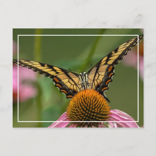 Angesicht für Schmetterling Postkarte (Vorderseite)