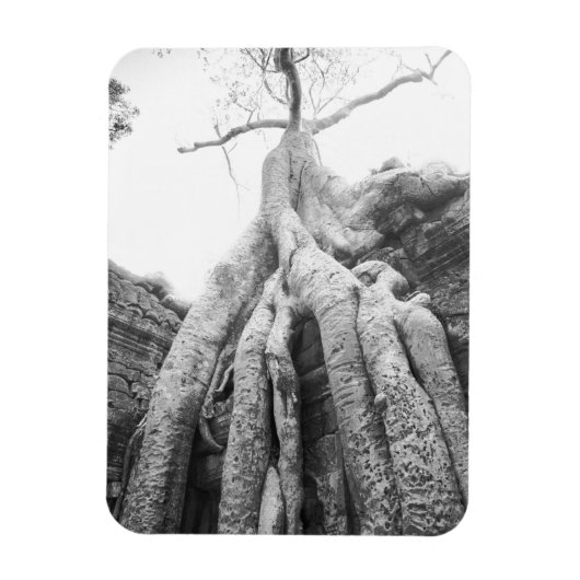 Angkor Kambodscha, Baum Ta Prohm Magnet (Vertikal)