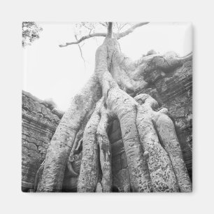 Angkor Kambodscha, Baum Ta Prohm Magnet