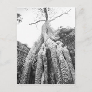 Angkor Kambodscha, Baum Ta Prohm Postkarte