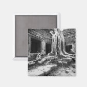 Angkor Kambodscha, Ta Prohm Tree Magnet (Vorderseite/Rückseite)