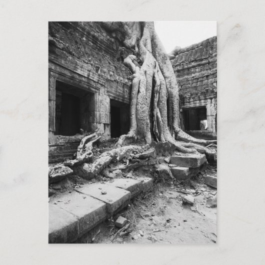 Angkor Kambodscha, Ta Prohm Tree Postkarte (Vorderseite)