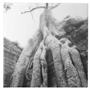 Angkor Kambodscha, Tree Ta Prohm Fliese