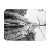 Angkor Kambodscha, Tree Ta Prohm Magnet (Horizontal)