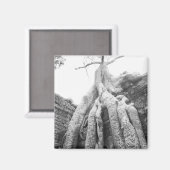 Angkor Kambodscha, Tree Ta Prohm Magnet (Vorderseite/Rückseite)