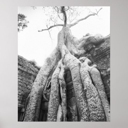 Angkor Kambodscha, Tree Ta Prohm Poster (Vorne)
