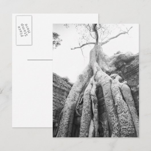 Angkor Kambodscha, Tree Ta Prohm Postkarte (Vorne/Hinten)