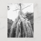 Angkor Kambodscha, Tree Ta Prohm Postkarte (Vorderseite)