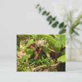 Angle Shades Moth Postkarte (Stehend Vorderseite)