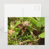 Angle Shades Moth Postkarte (Vorne/Hinten)