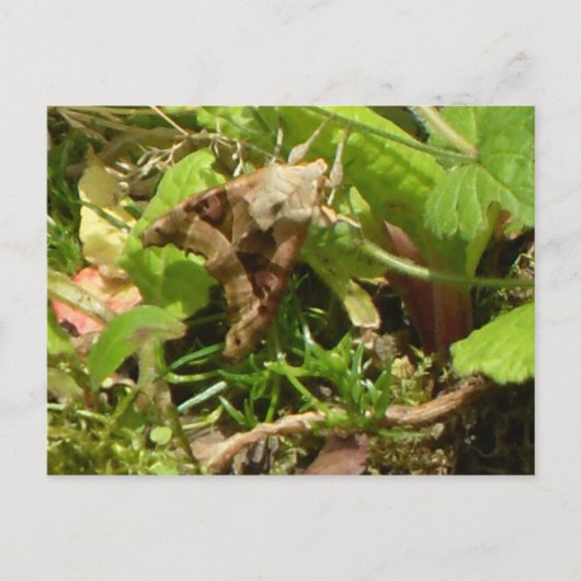 Angle Shades Moth Postkarte (Vorderseite)