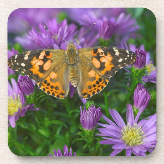 Angle Wing Butterfly auf Kon-Blume Getränkeuntersetzer (Vorderseite)