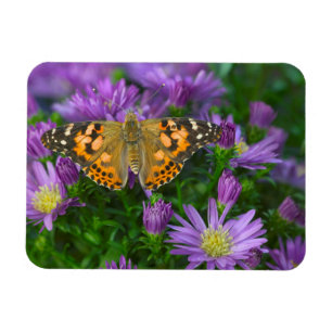 Angle Wing Butterfly auf Kon-Blume Magnet