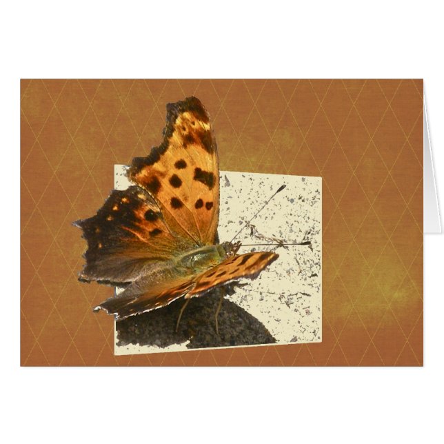 Angle Wing Comme Butterfly Serie (Vorderseite (Horizontal))