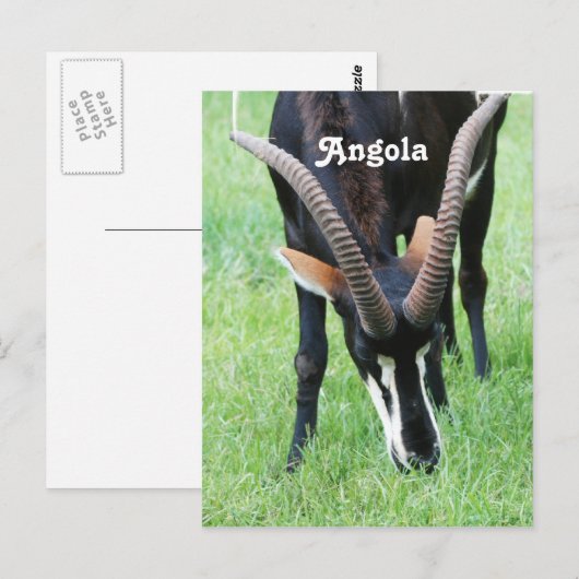 Angola Sable Antelope Postkarte (Vorne/Hinten)
