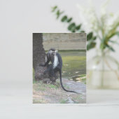 Angolan Black and White Colobus Monkey Postkarte (Stehend Vorderseite)
