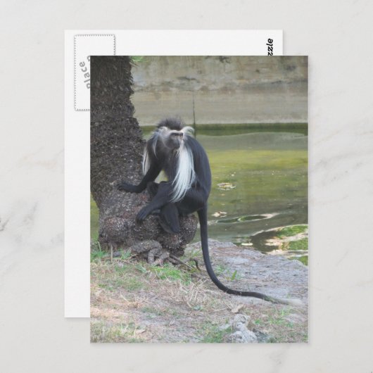 Angolan Black and White Colobus Monkey Postkarte (Vorne/Hinten)