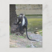 Angolan Black and White Colobus Monkey Postkarte (Vorderseite)