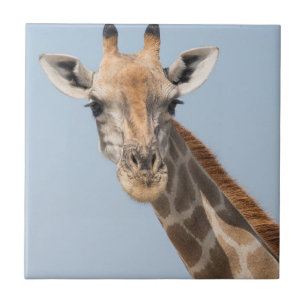 Angolan Giraffe Portrait Fliese