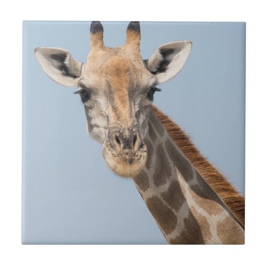 Angolan Giraffe Portrait Fliese (Vorderseite)