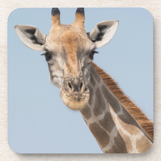 Angolan Giraffe Portrait Getränkeuntersetzer (Vorderseite)