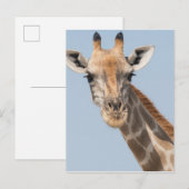 Angolan Giraffe Portrait Postkarte (Vorne/Hinten)