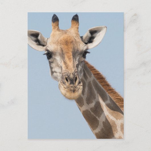 Angolan Giraffe Portrait Postkarte (Vorderseite)