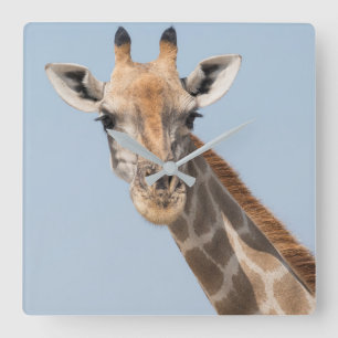 Angolan Giraffe Portrait Quadratische Wanduhr