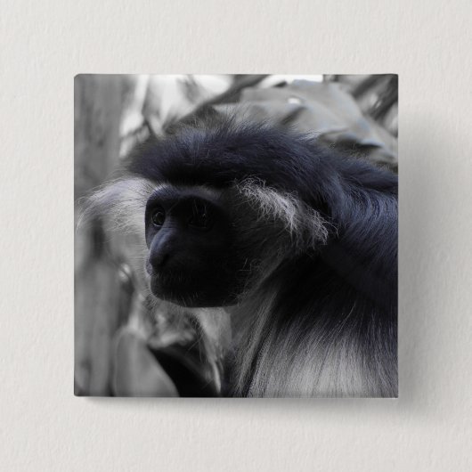 Angolanischer Schwarzweiss-Colobus-Affe Button (Vorderseite)