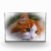 Angora Cat Fotoblock (Vorderseite)