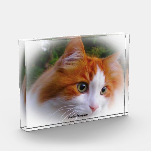Angora Cat Fotoblock (Links)