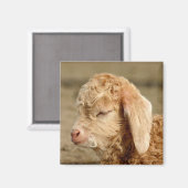Angora Goat Kid - Magnet (Vorderseite/Rückseite)