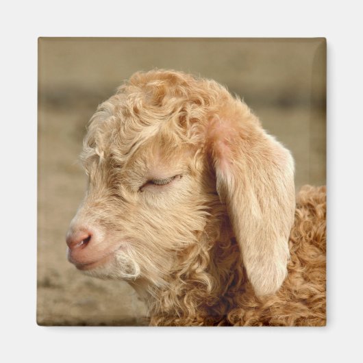 Angora Goat Kid - Magnet (Vorne)