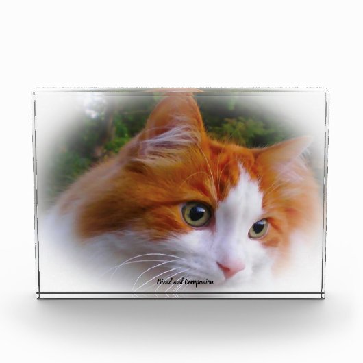 Angora-Katze Fotoblock (Vorderseite)