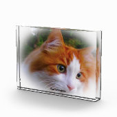 Angora-Katze Fotoblock (Rechts)