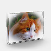 Angora-Katze Fotoblock (Links)